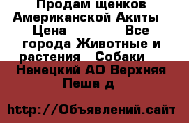 Продам щенков Американской Акиты › Цена ­ 25 000 - Все города Животные и растения » Собаки   . Ненецкий АО,Верхняя Пеша д.